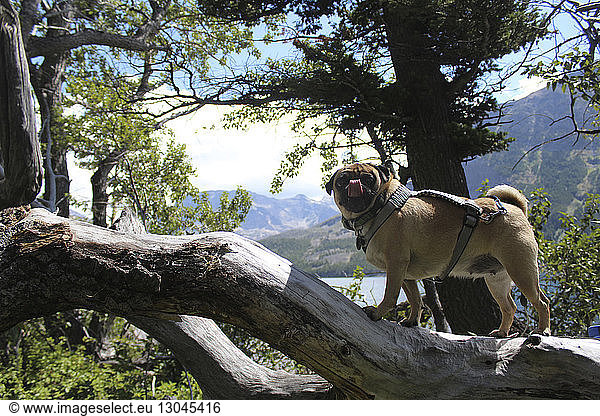 Side view of pug sticking out tongue while standing on tree trunk in forest
