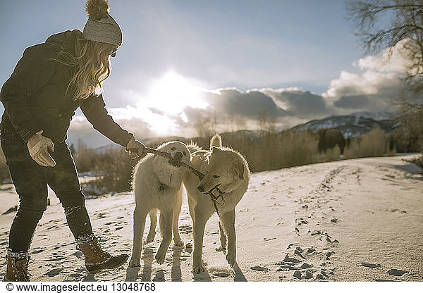 Side view of woman playing with dogs carrying stick in mouth on snow covered field