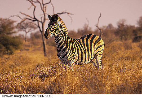 Side view of zebra standing on grassy field against sky