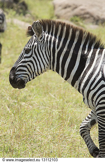 Side view of zebra walking on field