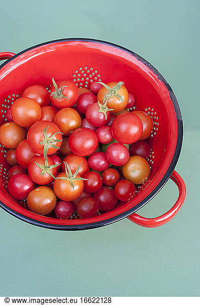 Sieb mit frischen Tomaten aus eigenem Anbau