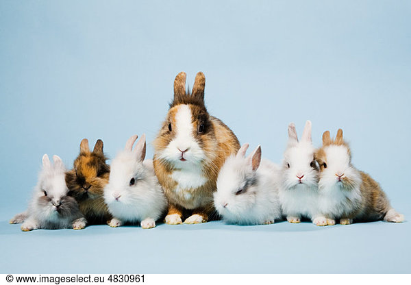 Sieben Kaninchen  Studioaufnahme