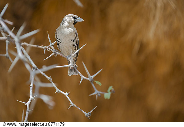 Siedelweber (Philetairus socius)  Kgalagadi-Transfrontier-Nationalpark  Nordkap  Südafrika