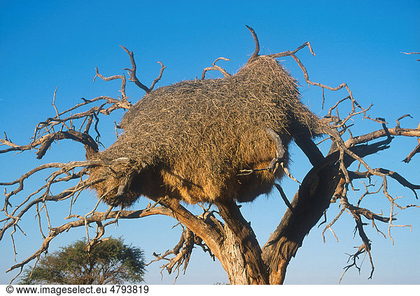 Siedelweber (Philetairus socius)  Nest  Namibia  Afrika