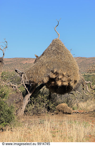 Siedelweber  Siedelsperling  (Philetairus socius)  Siedelwebernest  Kolonie  Gemeinschaftsnest  Tswalu Game Reserve  Kalahari  Nordkap  Südafrika