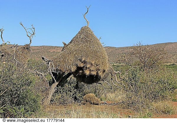 Siedelweber  Siedelsperling (Philetairus socius)  Siedelwebernest  Kolonie  Gemeinschaftsnest  Tswalu Game Reserve  Kalahari  Nordkap  Südafrika