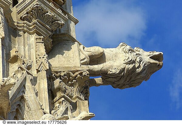 Siena  Dom  Dom  Wasserspeier  Kathedrale  Domkirche  UNESCO-Weltkulturerbe  Toskana  Italien  Europa