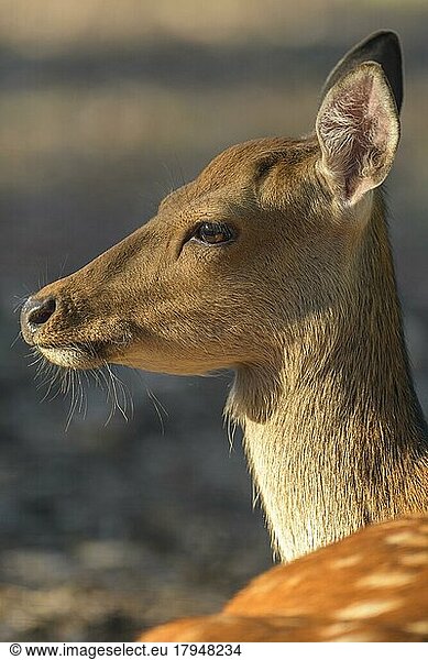 Sika Deer (Cervus nippon)  female  portrait  captive