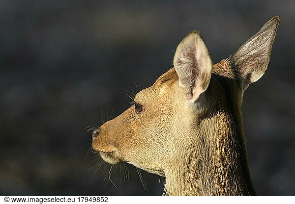 Sika Deer (Cervus nippon)  female  portrait  captive