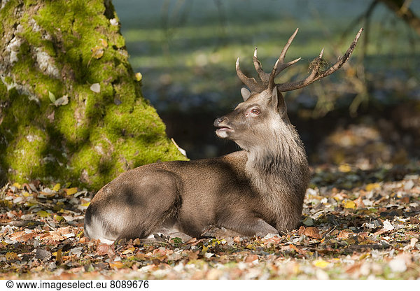 Sikahirsch (Cervus nippon)  ein Hirsch liegt in der Brunft auf einer Waldwiese und schreit  Brunftschrei  captive