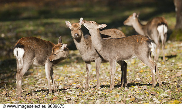 Sikahirsch (Cervus nippon)  Hirschkühe oder Sikatiere stehen auf einer Waldwiese  captive