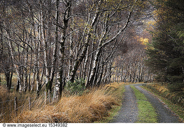 Silberbirkenallee (Betula pendula) und Weg im Herbst  The Black Valley  Killarney National Park  County Kerry  Munster  Republik Irland  Europa