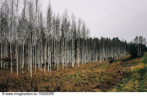 Silberbirkenwald in Schweden im Winter