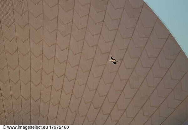 Silberkopfmöwe (Chroicocephalus novaehollandiae)  Altvogel im Flug vor dem Sydney Opera House  Sydney  New South Wales  Australien  Ozeanien