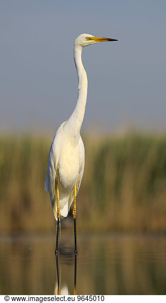Silberreiher (Ardea alba) adulter Vogel im Brutkleid Nationalpark Kiskunsag Südostungarn Ungarn Europa