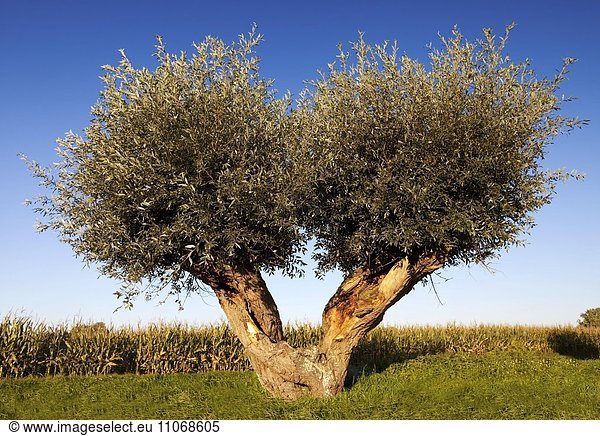 Silberweide (Salix alba)  Kopfweide  Rees  Niederrhein  Nordrhein-Westfalen  Deutschland  Europa