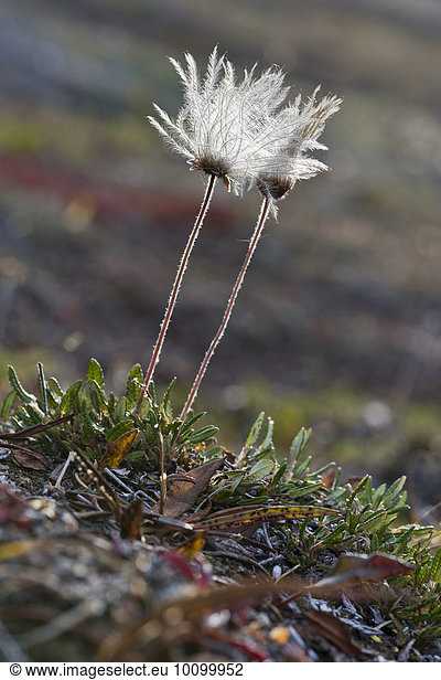Silberwurz (Dryas octopetala)  Samenstand  Kaiser Franz Joseph Fjord  Nordost-Grönland-Nationalpark  Grönland  Nordamerika