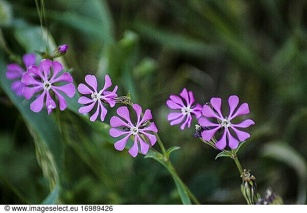 Silene colorata-Blüten. Flora im Innenhof des Venus-Schlosses (Castello di Venere). Erice  Sizilien  Italien  Europa.