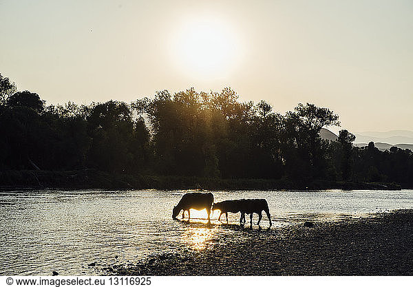Silhouette cows drinking water in lake against sky during sunset