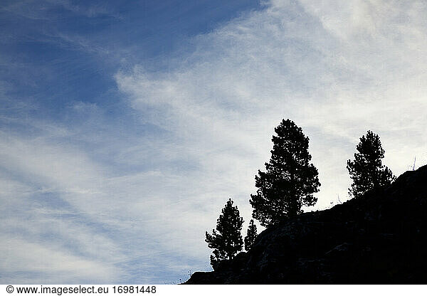 Silhouette einer Baumgruppe im Izas-Tal  Canfranc-Tal in den Pyrenäen  Spanien.