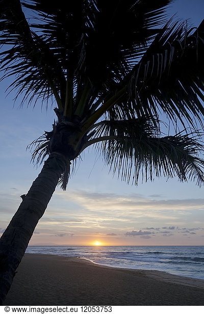 Silhouette einer Kokosnusspalme am Strand bei Sonnenaufgang; Honolulu  Oahu  Hawaii  Vereinigte Staaten von Amerika