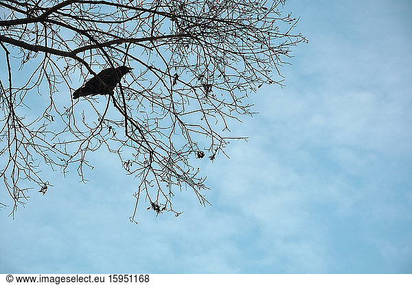 Silhouette einer Krähe  die auf dem Zweig eines kahlen Baumes sitzt