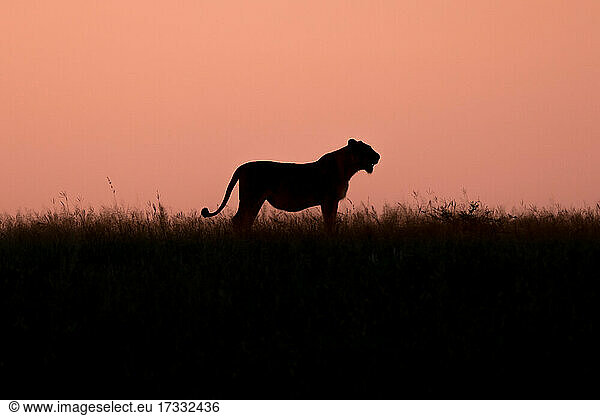 Silhouette einer Löwin  Panthera leo auf einer Lichtung bei Sonnenuntergang