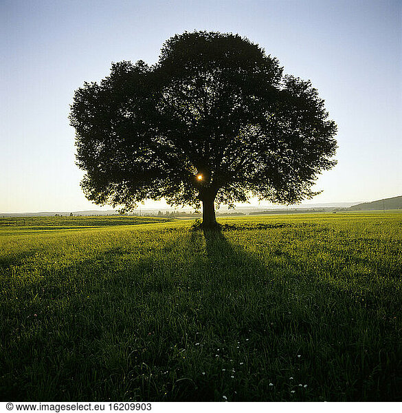 Silhouette eines Baumes im Feld