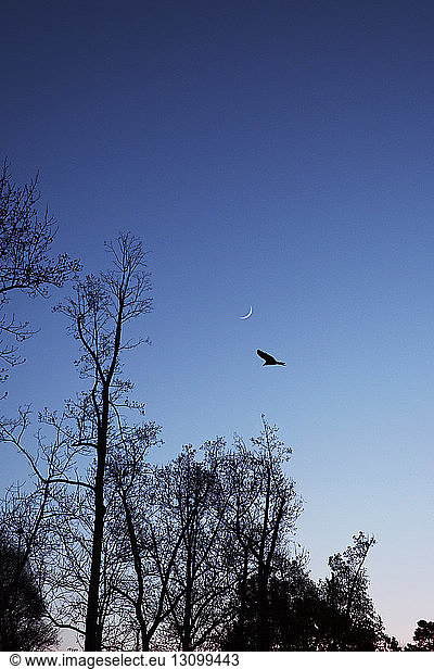 Silhouette eines über Bäume fliegenden Vogels