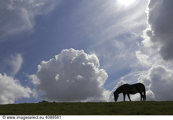 Silhouette eines Pferdes vor dramatischem Himmel