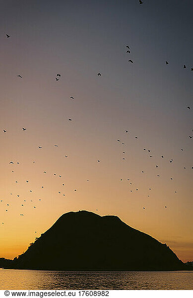 Silhouette flock of birds flying in sunset sky over silhouetted landform and water  Komodo National Park; East Nusa Tenggara  Indonesia
