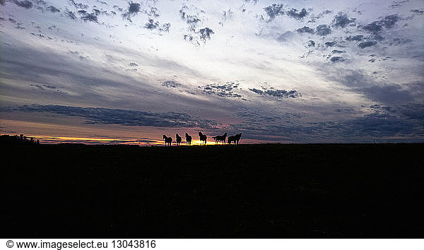 Silhouette horses standing on field against cloudy sky