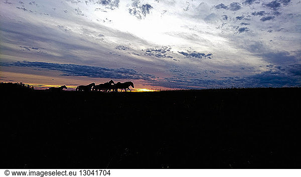 Silhouette horses standing on field against cloudy sky during sunset