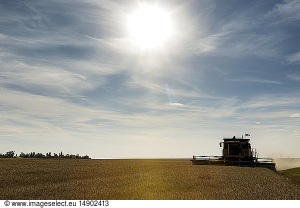 Silhouette of a combine harvesting a golden field of wheat with dramatic clouds and blue sky; Beiseker  Alberta  Canada