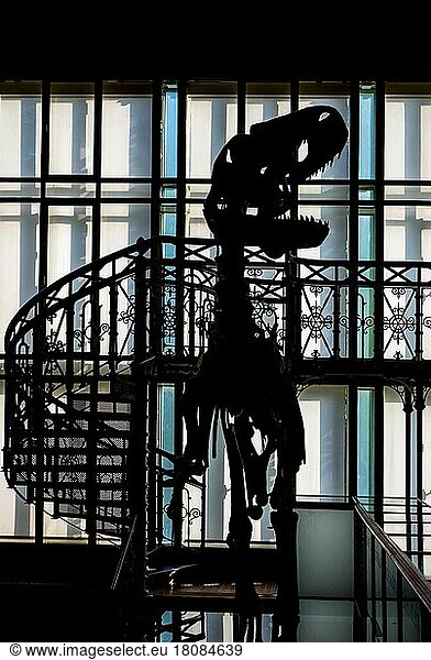 Silhouette of a dinosaur in the Dinosaur Room at the Royal Belgian Institute of Natural Sciences  Museum of Natural Sciences dedicated to natural history  in Brussels  Belgium  Europe