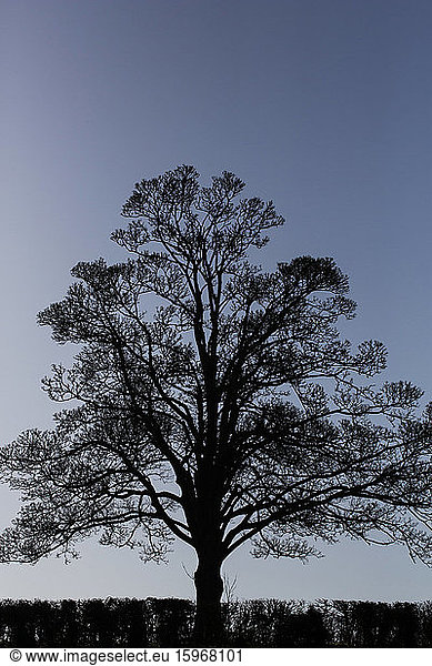 Silhouette of a tree against a dark clear winter sky.
