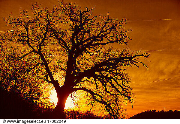 Silhouette of bare tree against rising sun