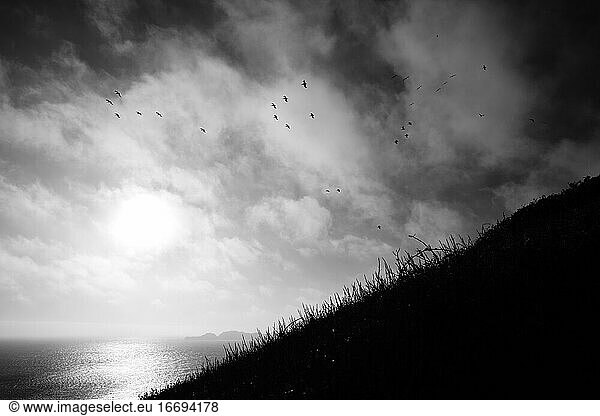 Silhouette of Birds Flying Over the Ocean