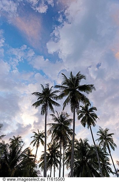 Silhouette of coconuts palms at sunset  Koh Kood island  Ko Kut district in Trat Province  Thailand  Asia.