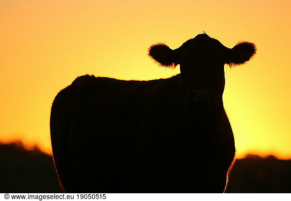 silhouette of cow at sunset