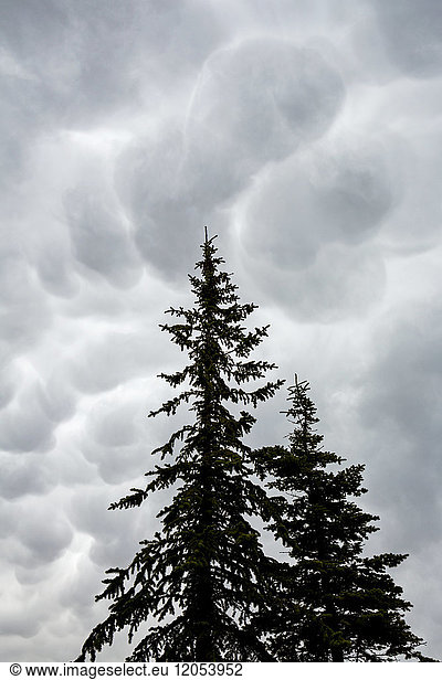 Silhouette Of Evergreen Trees Against A Dramatic Storm Cloud Formation In The Sky; Calgary  Alberta  Canada