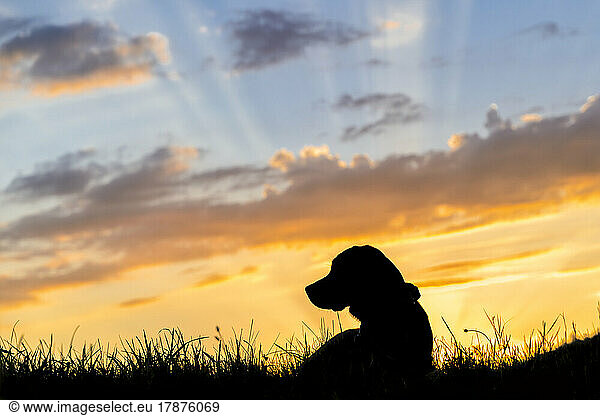 Silhouette of Labrador Retriever lying in grass against setting sun