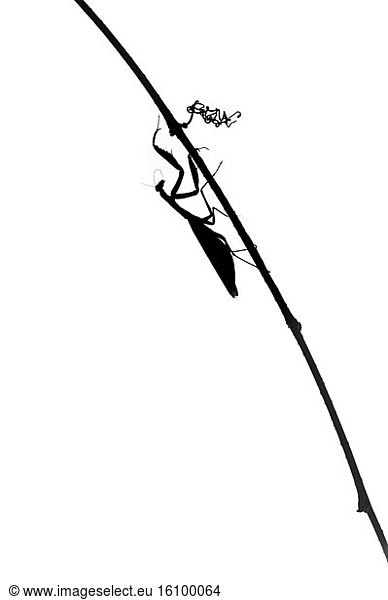 Silhouette of Praying Mantis (Mantis religiosa) on a stalk on white background