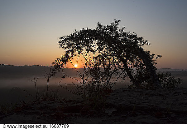 Silhouette of tree at mountain summit at sunrise