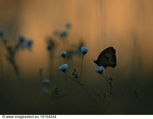 Silhouette ringlet butterfly on blue flower at sunset