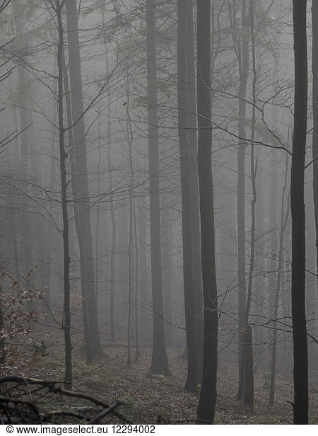 Silhouette von Bäumen bei Nebel im Schwarzwald  Baden-Württemberg  Deutschland