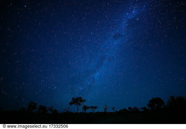 Silhouette von Bäumen unter Milchstraße in der Nacht