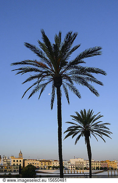 Silhouette von Palmen gegen Gebäude und klaren Himmel in Sevilla  Andalusien  Spanien
