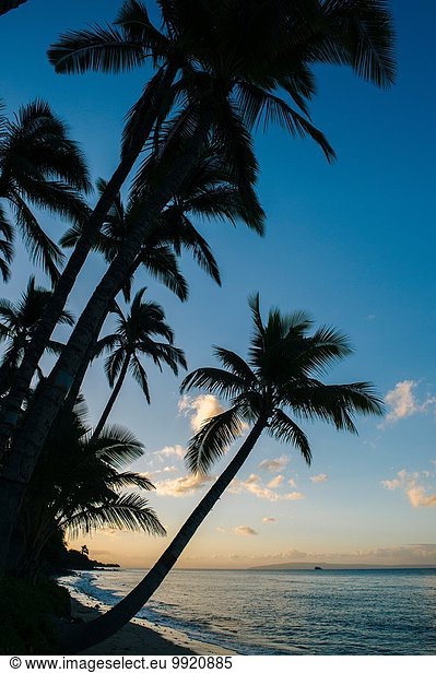 Silhouetted beach palms at sunset  Maui  Hawaii