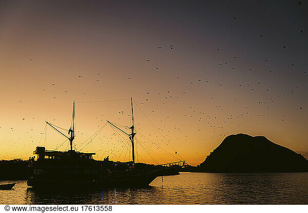 Silhouetted flock of birds flying in a sunset sky over water and sailing vessel along a coastline  Komodo National Park; East Nusa Tenggara  Indonesia